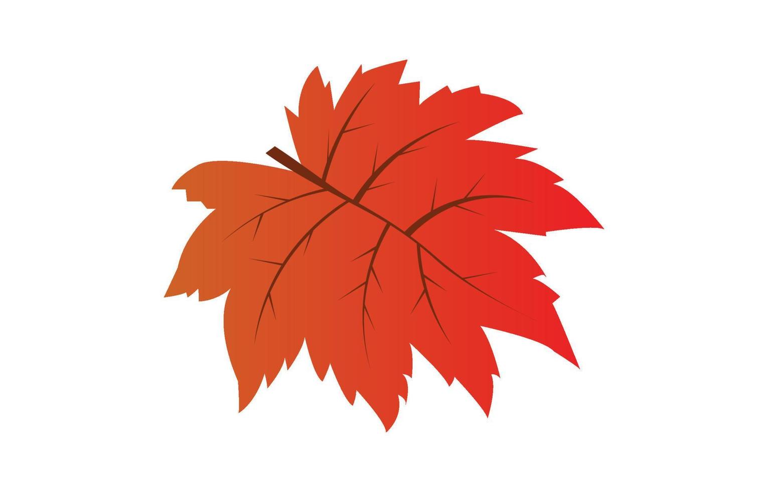 Old maple leaves. Red leaves represent autumn. vector maple leaf isolated on white background. fall concept