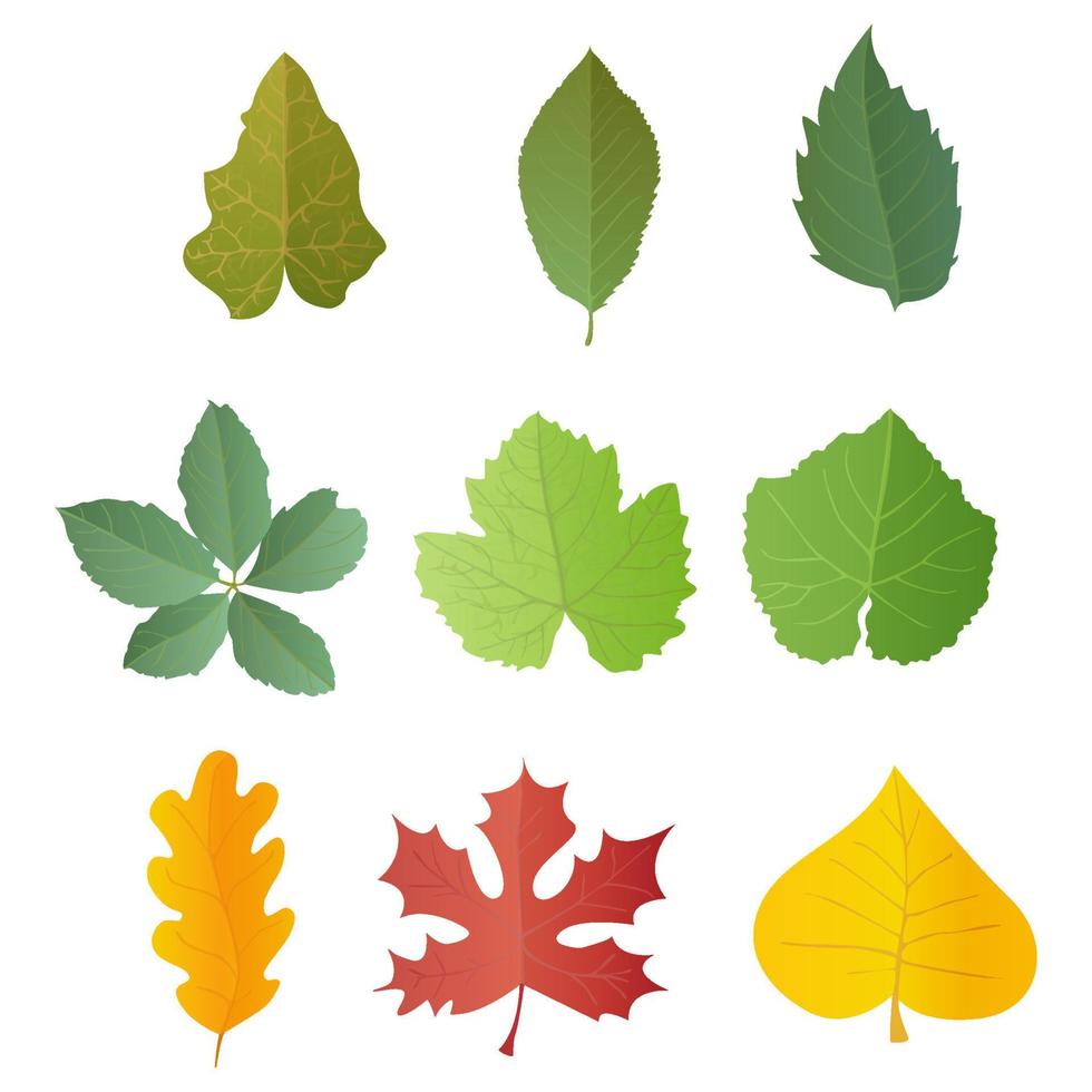 Leaves set in realistic style. Autumn leaf. Colorful vector illustration isolated on white background.