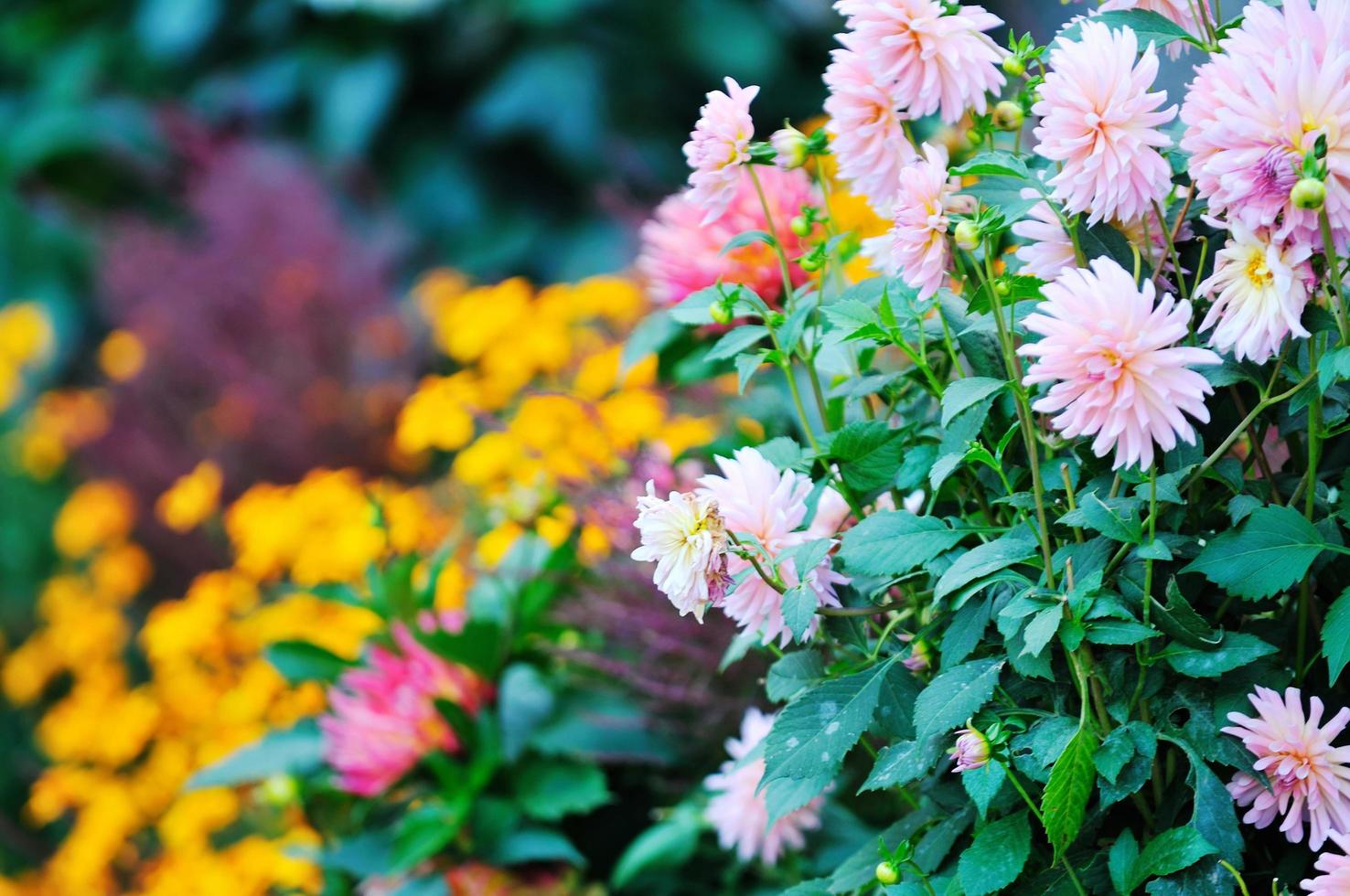 View of flowers photo