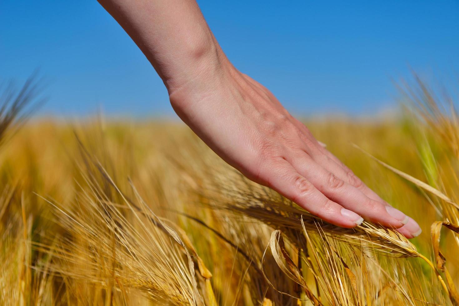 hand in wheat field photo