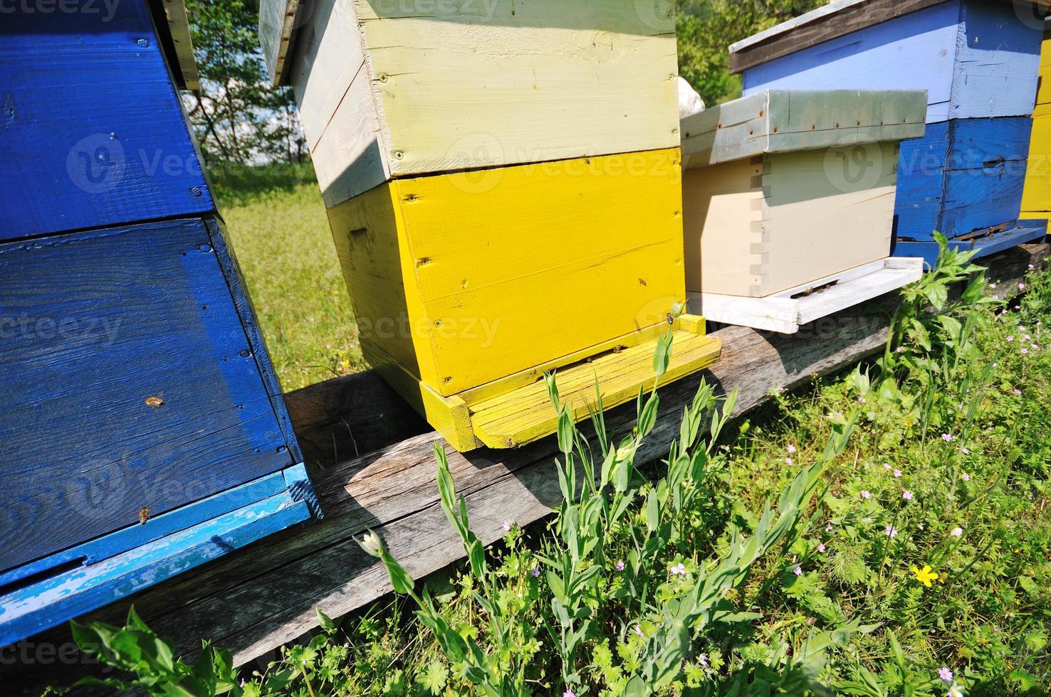 bee home at meadow photo