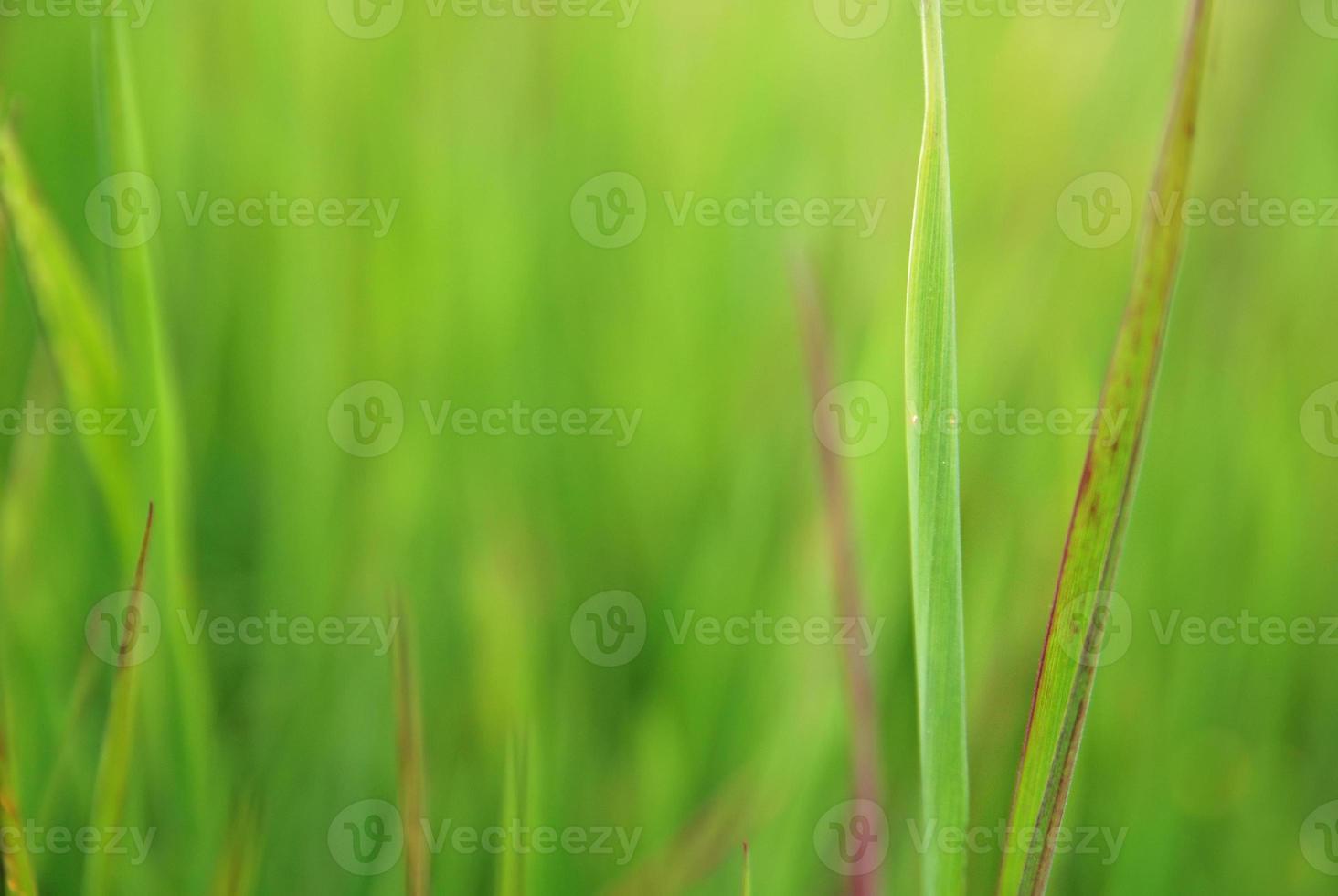 Grass texture background photo