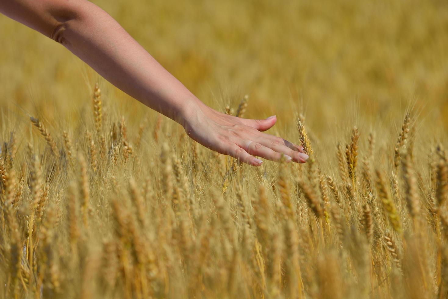 hand in wheat field photo