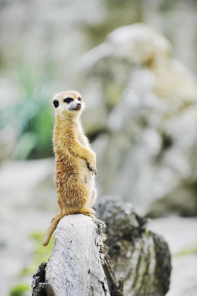 animales en zoológico foto