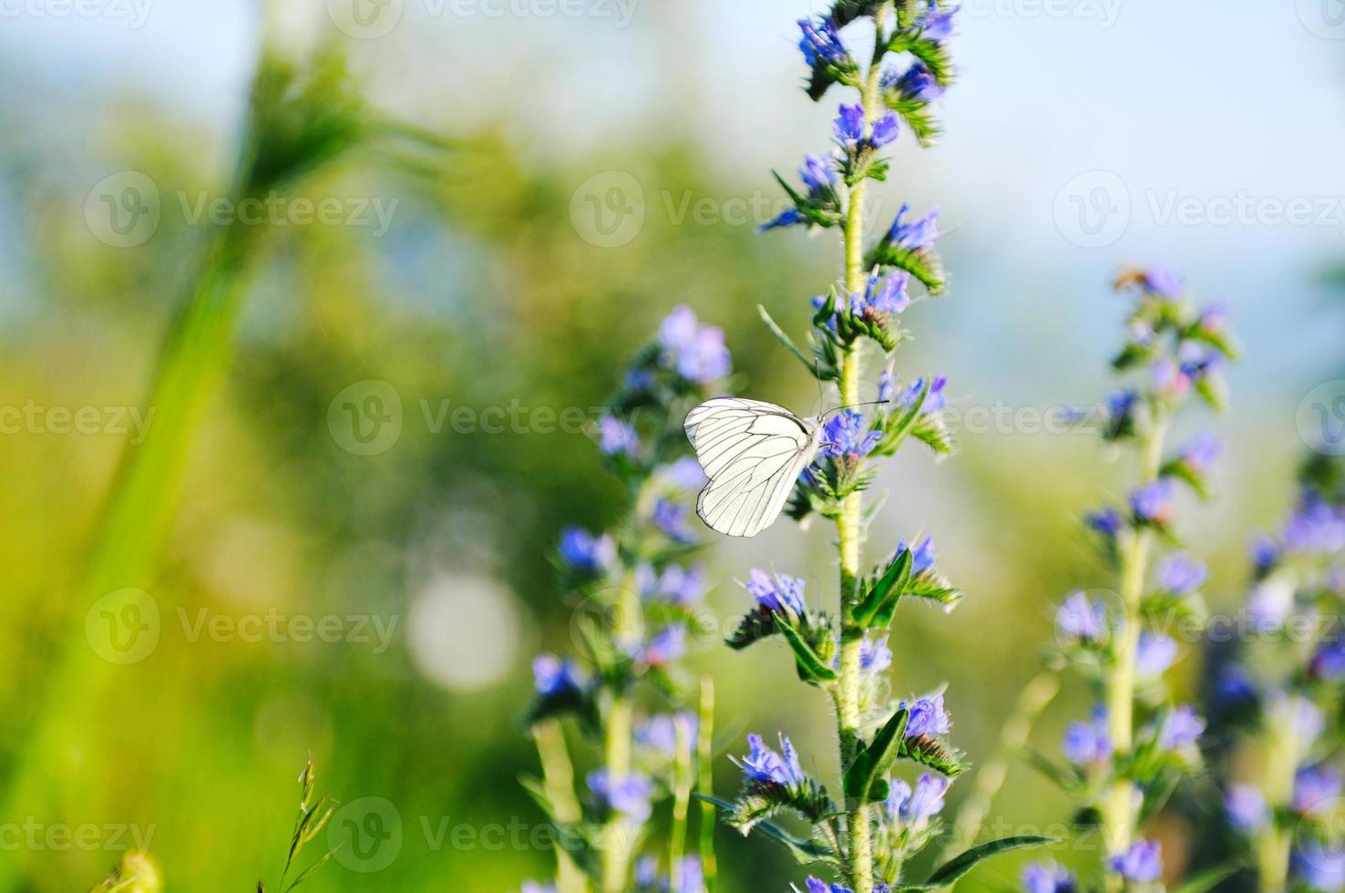 mariposa blanca en flor foto