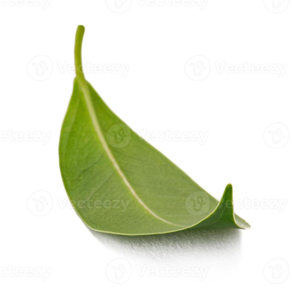 Fresh green leaves macro shot isolate on white background photo