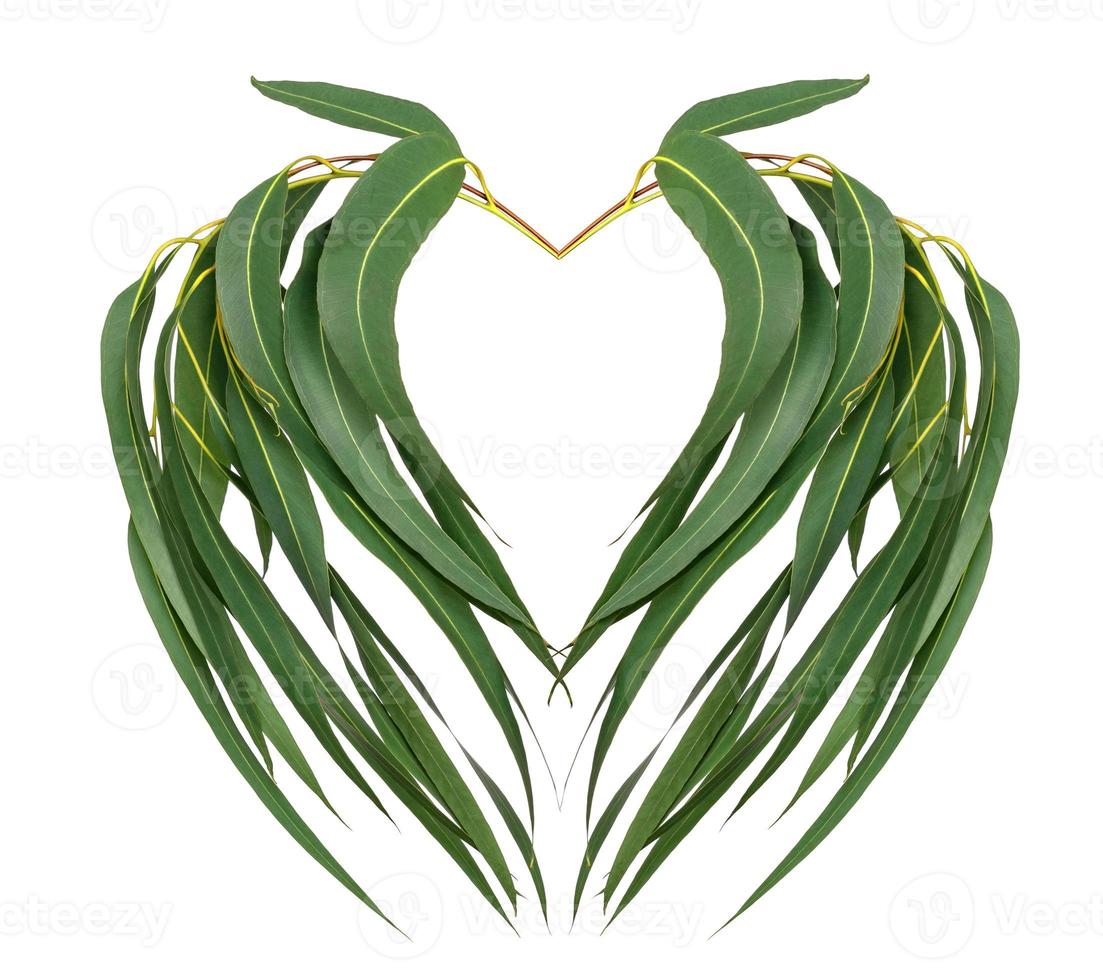 Green leaves pattern with heart-shaped,leaf Eucalyptus tree isolated on white background photo