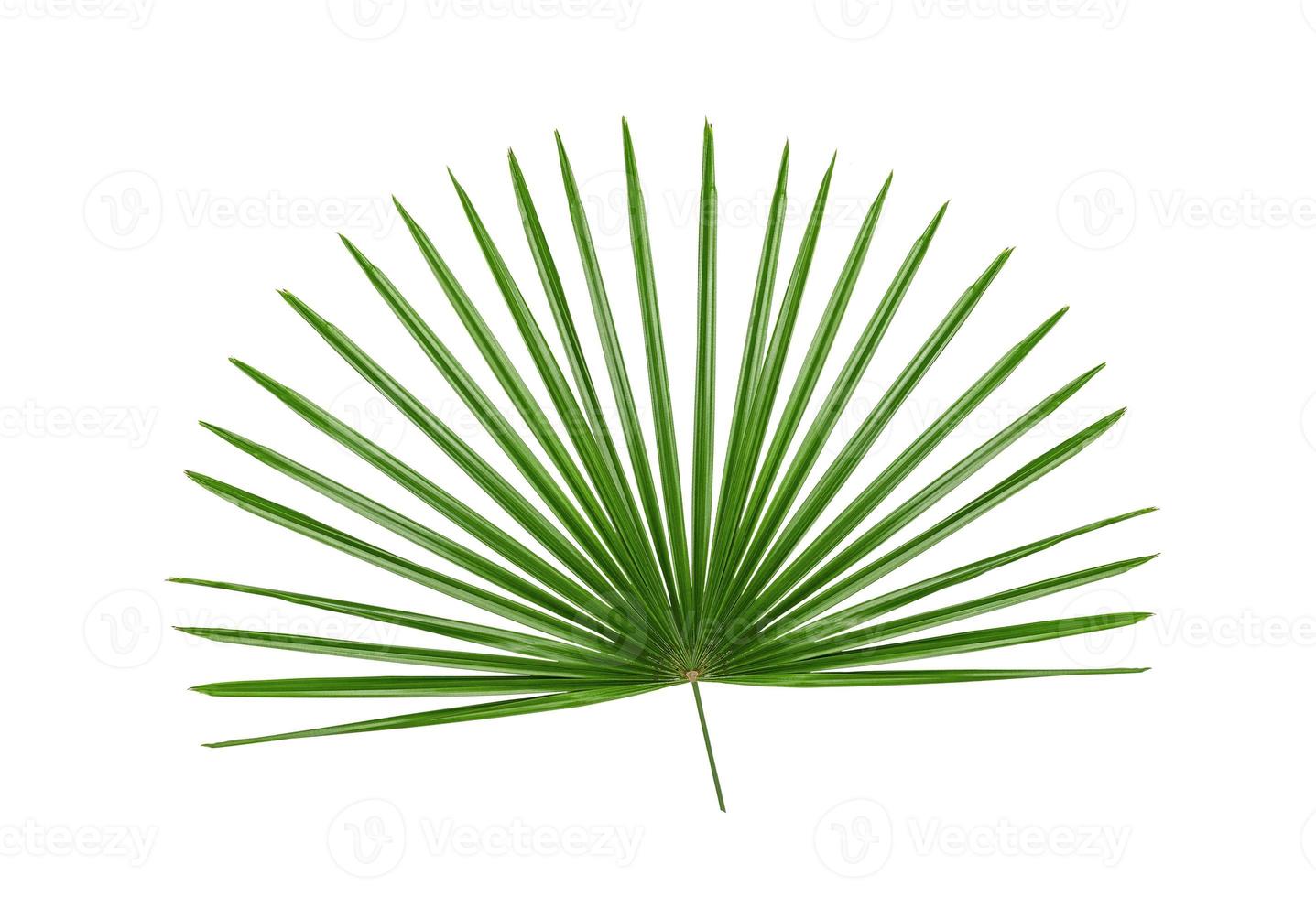 Green leaves pattern,leaf palm tree isolated on white background photo