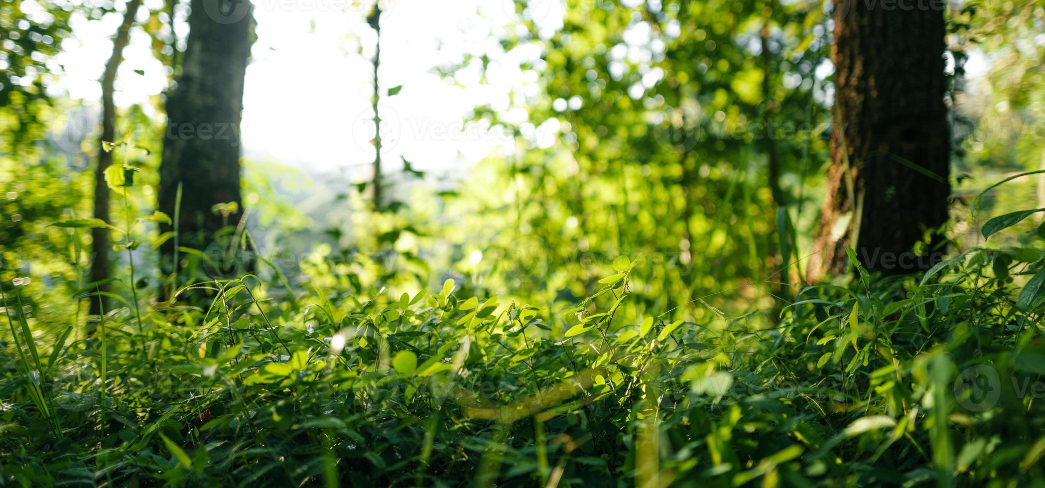 Nature background,leaf grass and green trees background photo