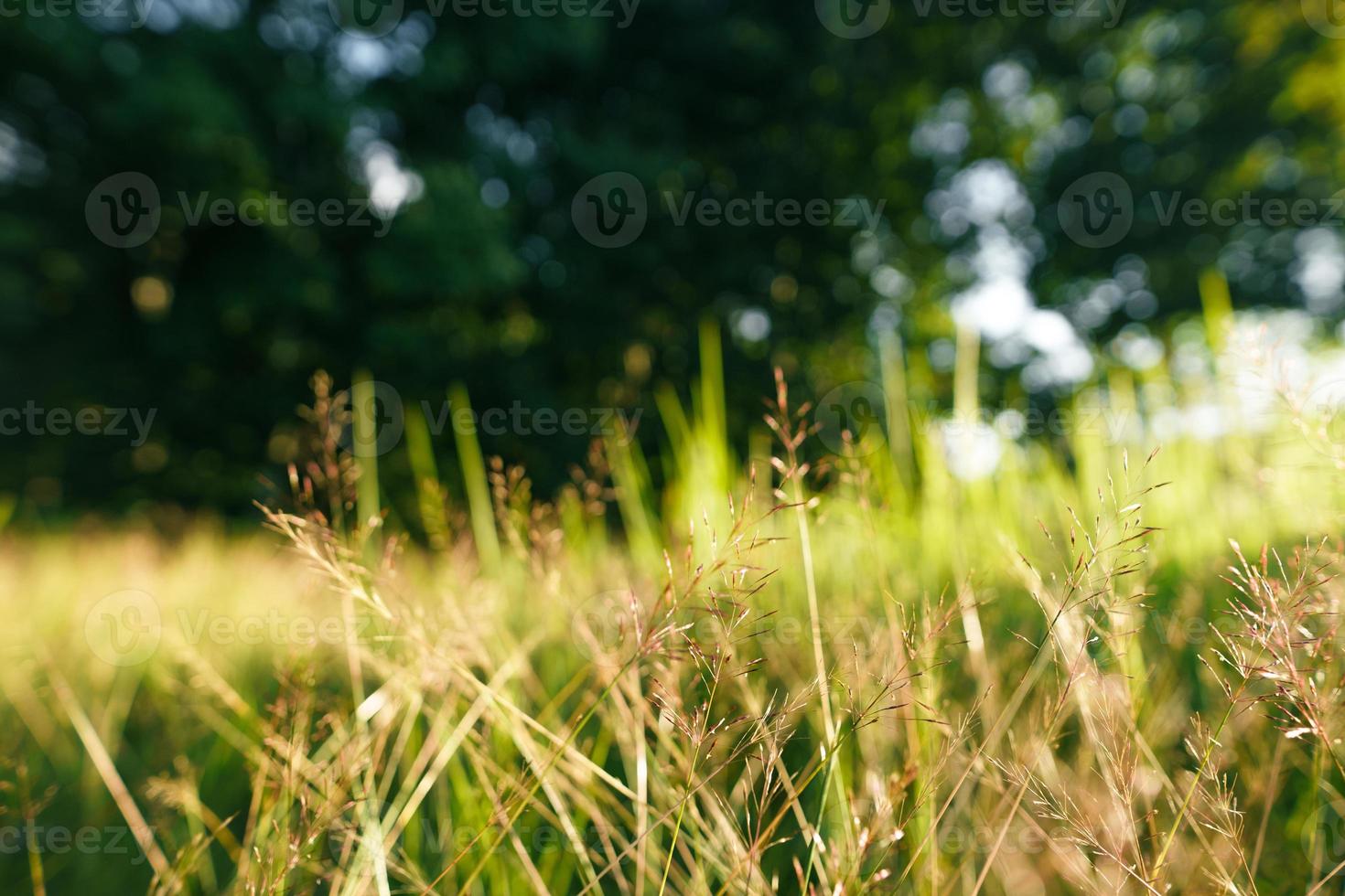 Nature background,leaf grass and green trees background photo