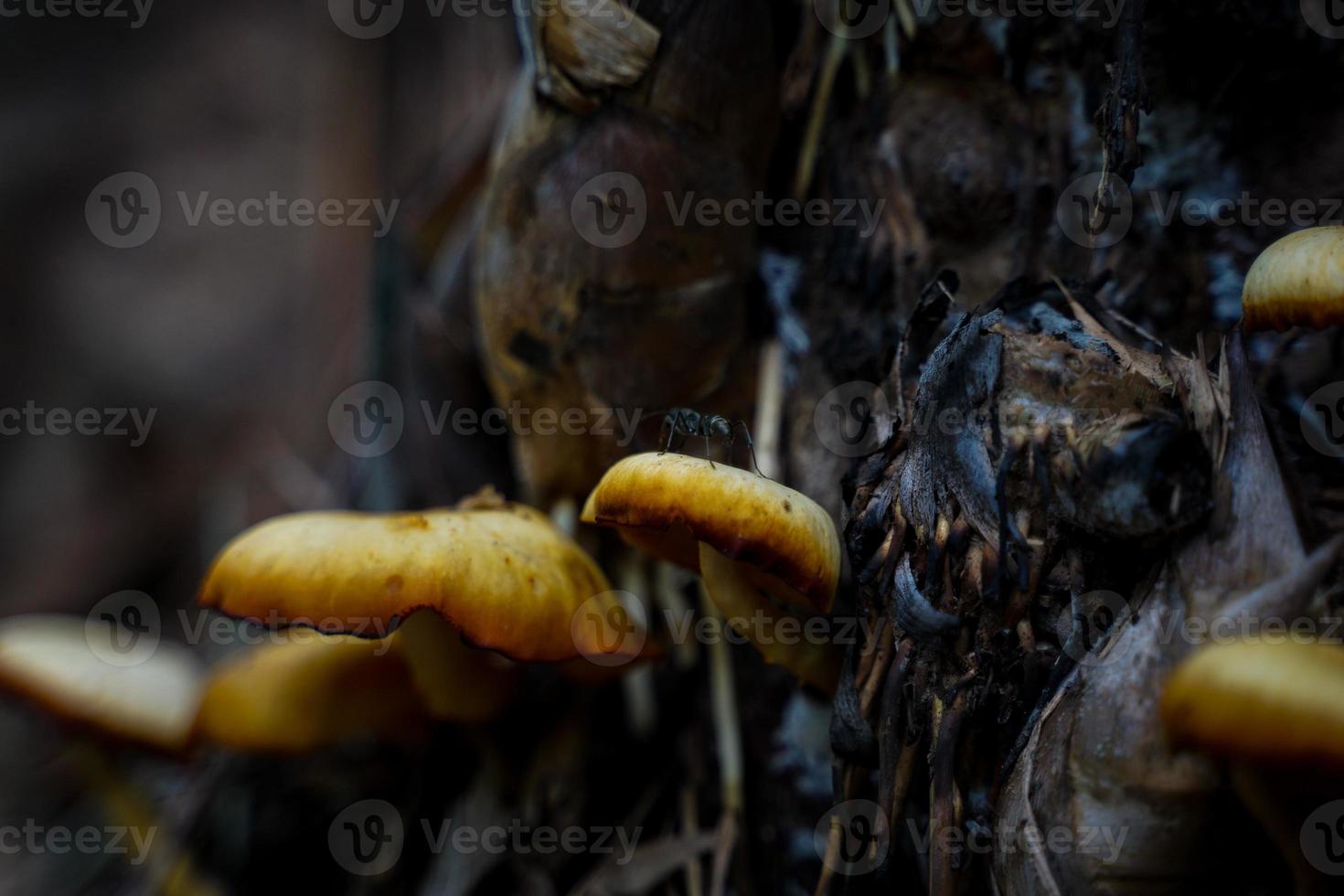 Beautiful yellow wild mushrooms can be dangerous if ingested. photo