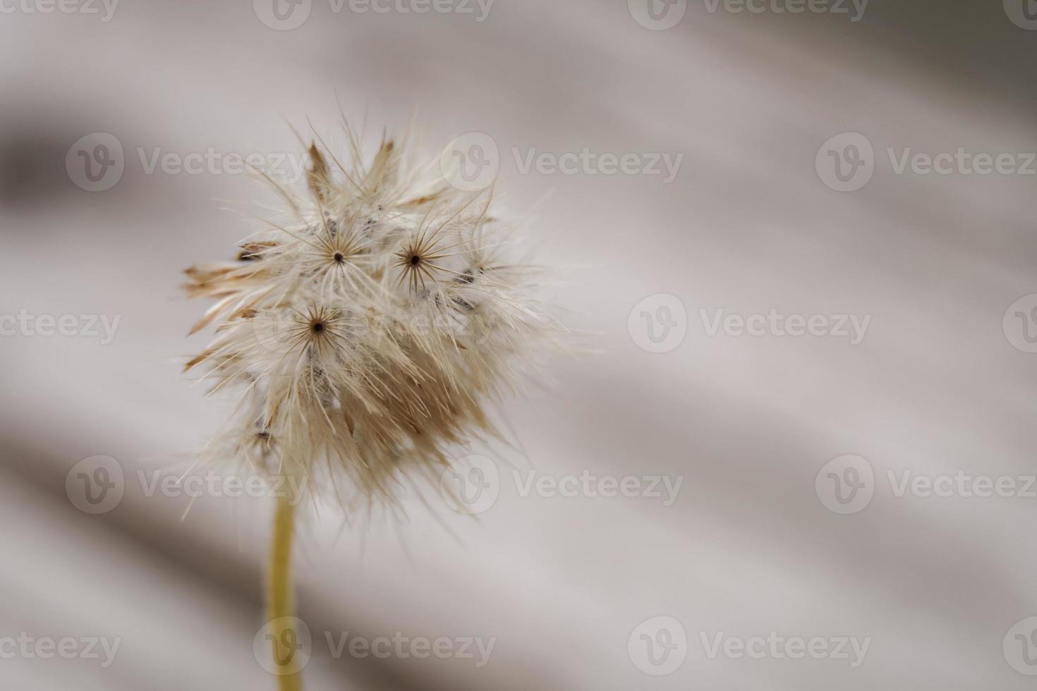 Early morning dandelion seeds that receive rain are ready to continue propagating into new saplings. photo