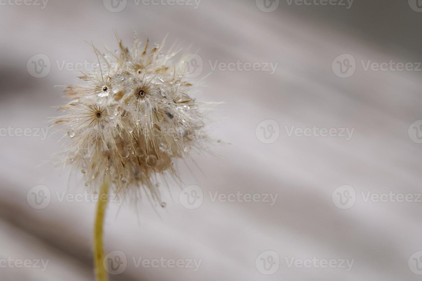 Early morning dandelion seeds that receive rain are ready to continue propagating into new saplings. photo