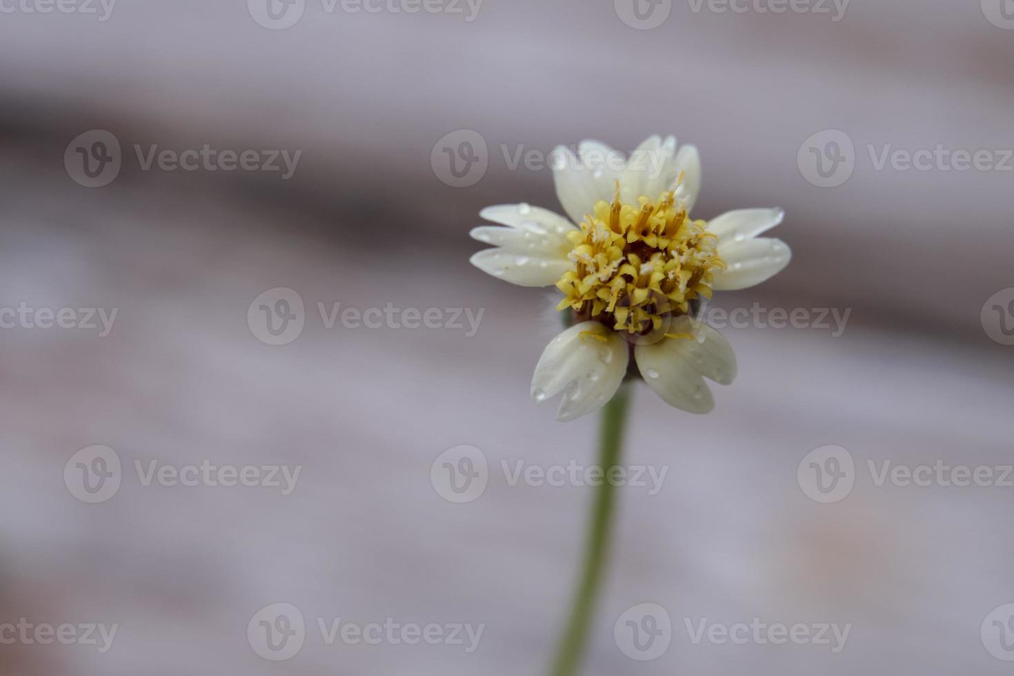 A close-up shot of a grass flower with a raindrop, a close-up shot of a grass flower at a distance brings out the details. photo