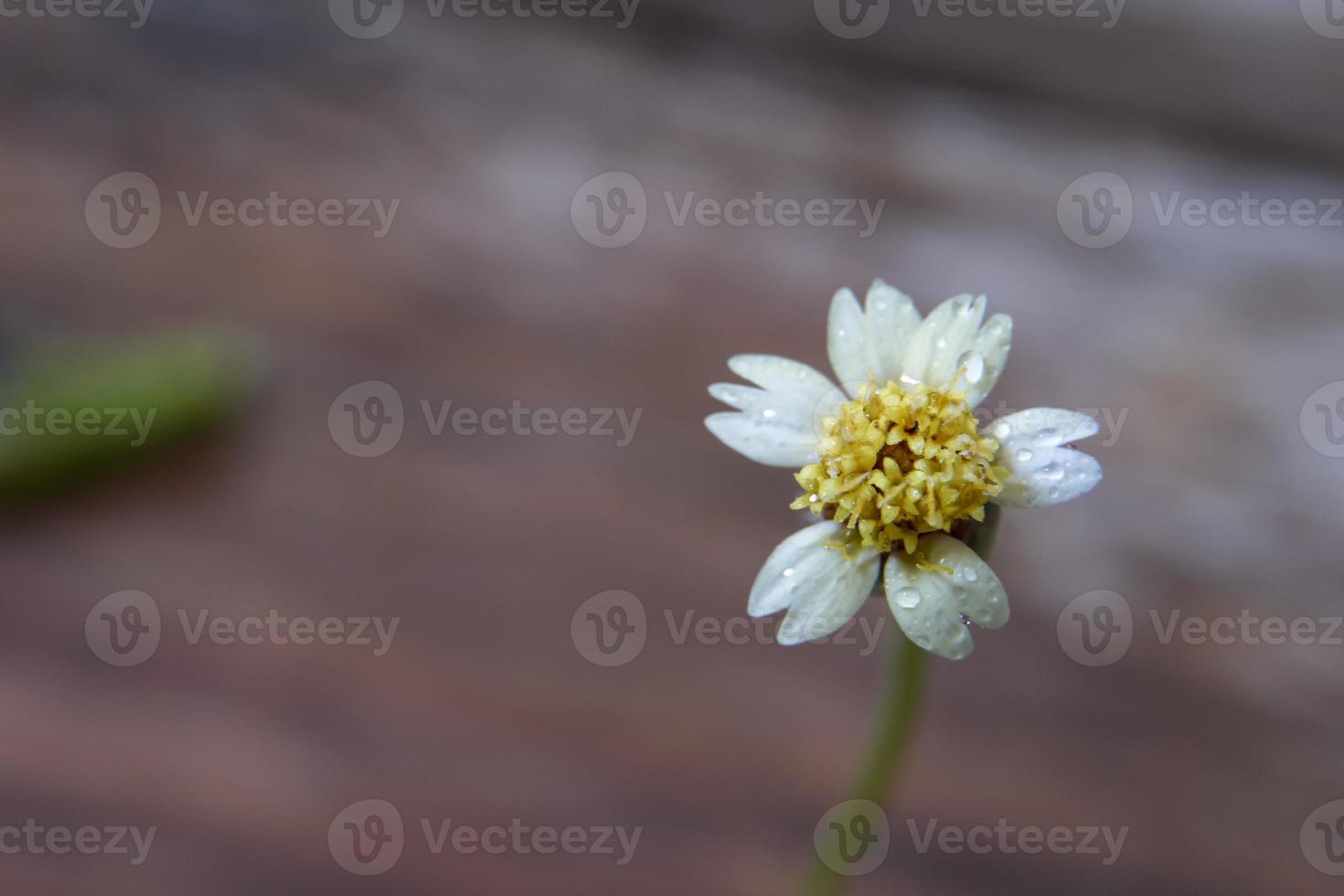 un primer plano de una flor de hierba con una gota de lluvia, un primer plano de una flor de hierba a distancia resalta los detalles. foto