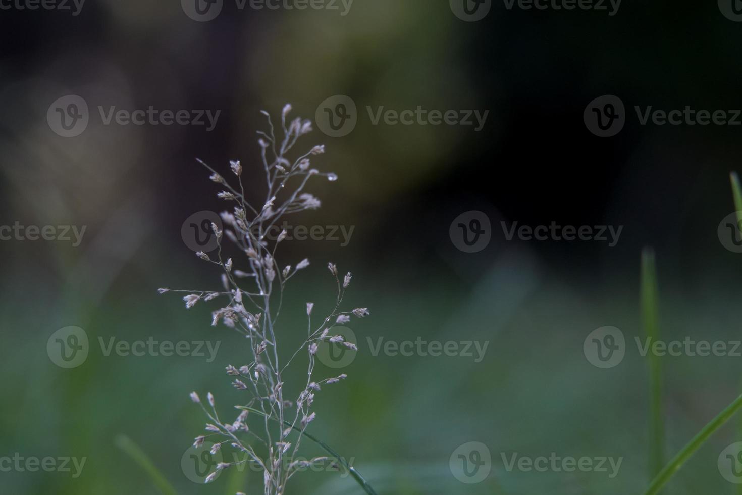 A very small flower in the front yard growing as a grass seed. photo