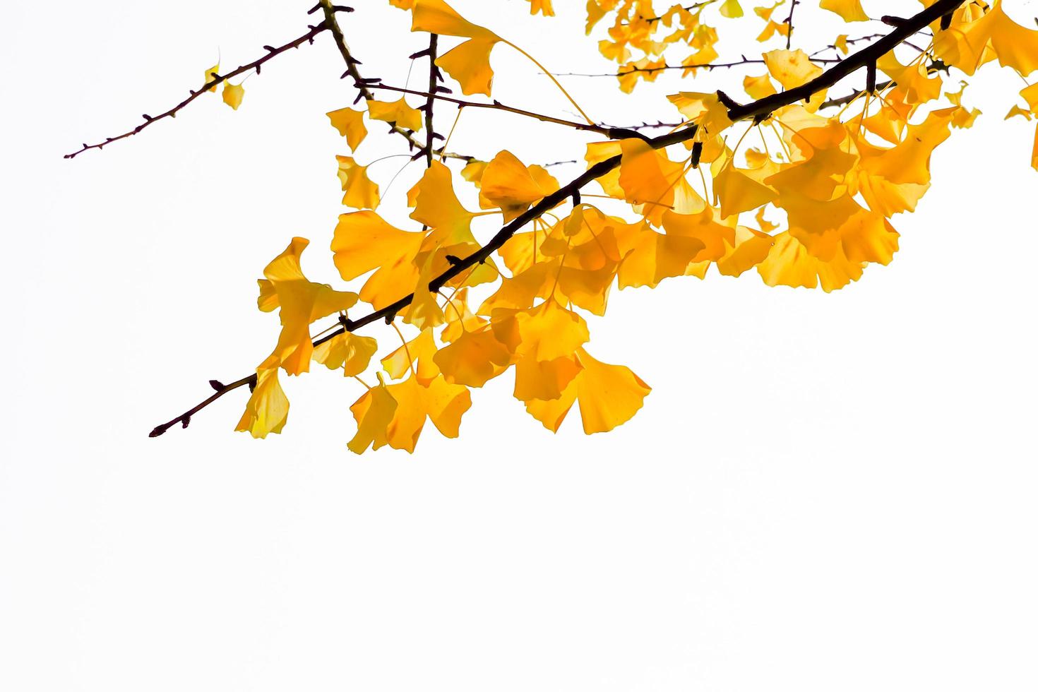 Yellow ginkgo biloba leaves in autumn on white background photo