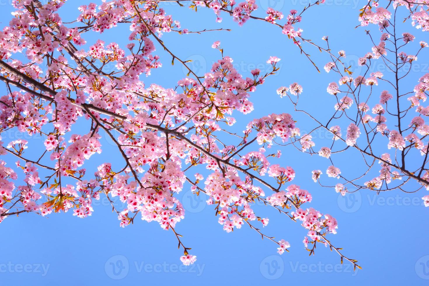Cherry blossom Sakura pink flower against blue sky beautiful on background photo