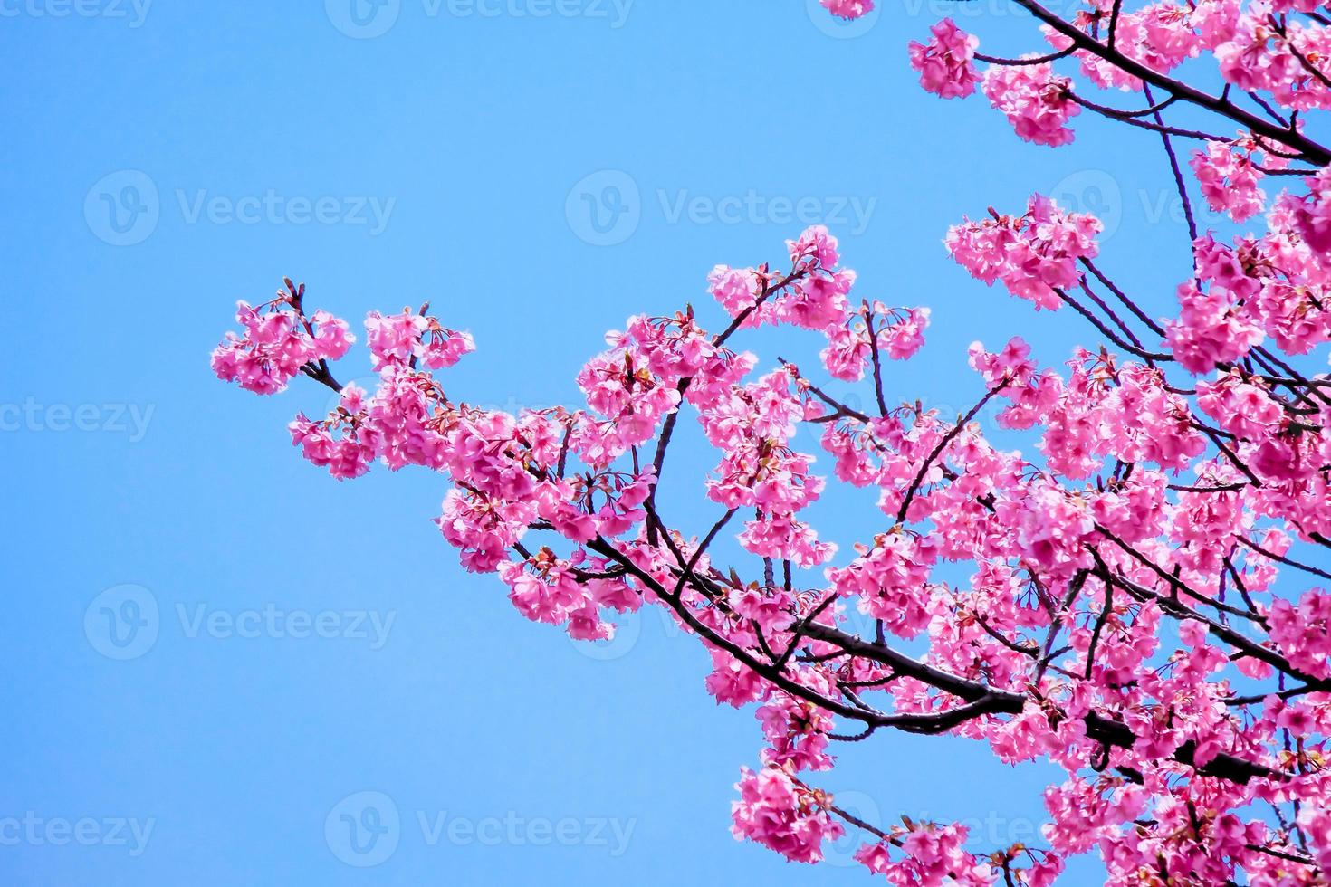 hermosa flor de cerezo rosa flor de sakura que florece durante la primavera  contra el cielo azul 11592950 Foto de stock en Vecteezy