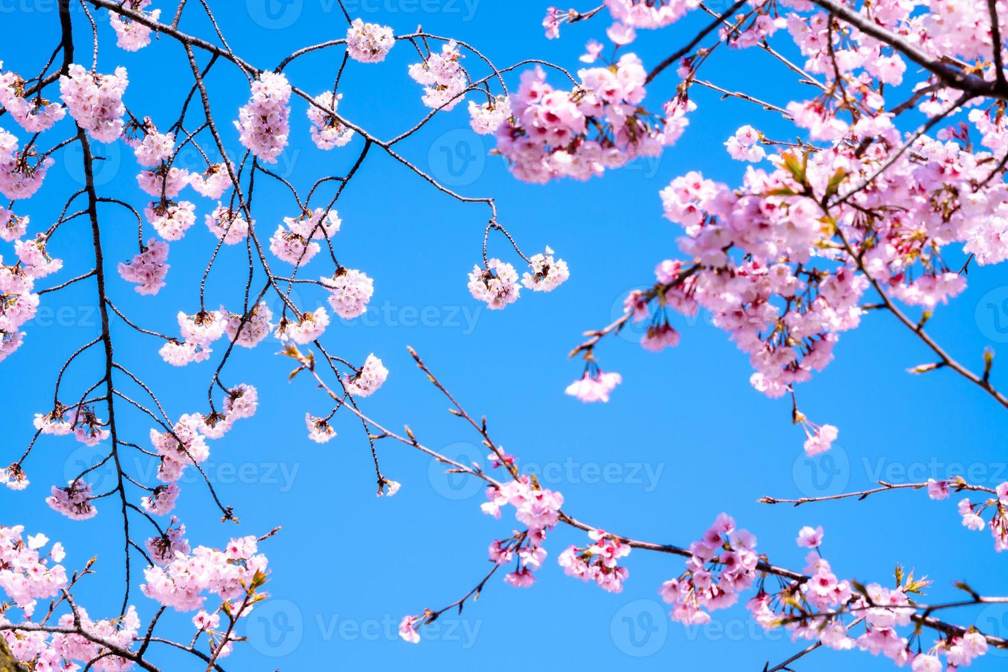 Selective focus of Cherry blossoms in Japan Blue sky background photo