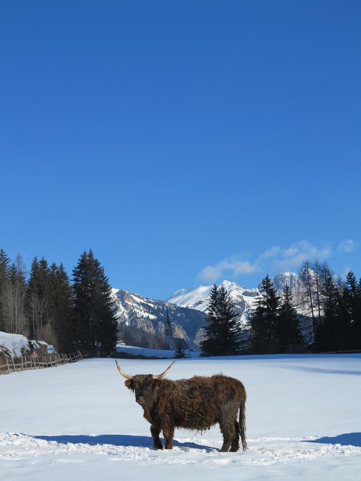 vaca de invierno foto