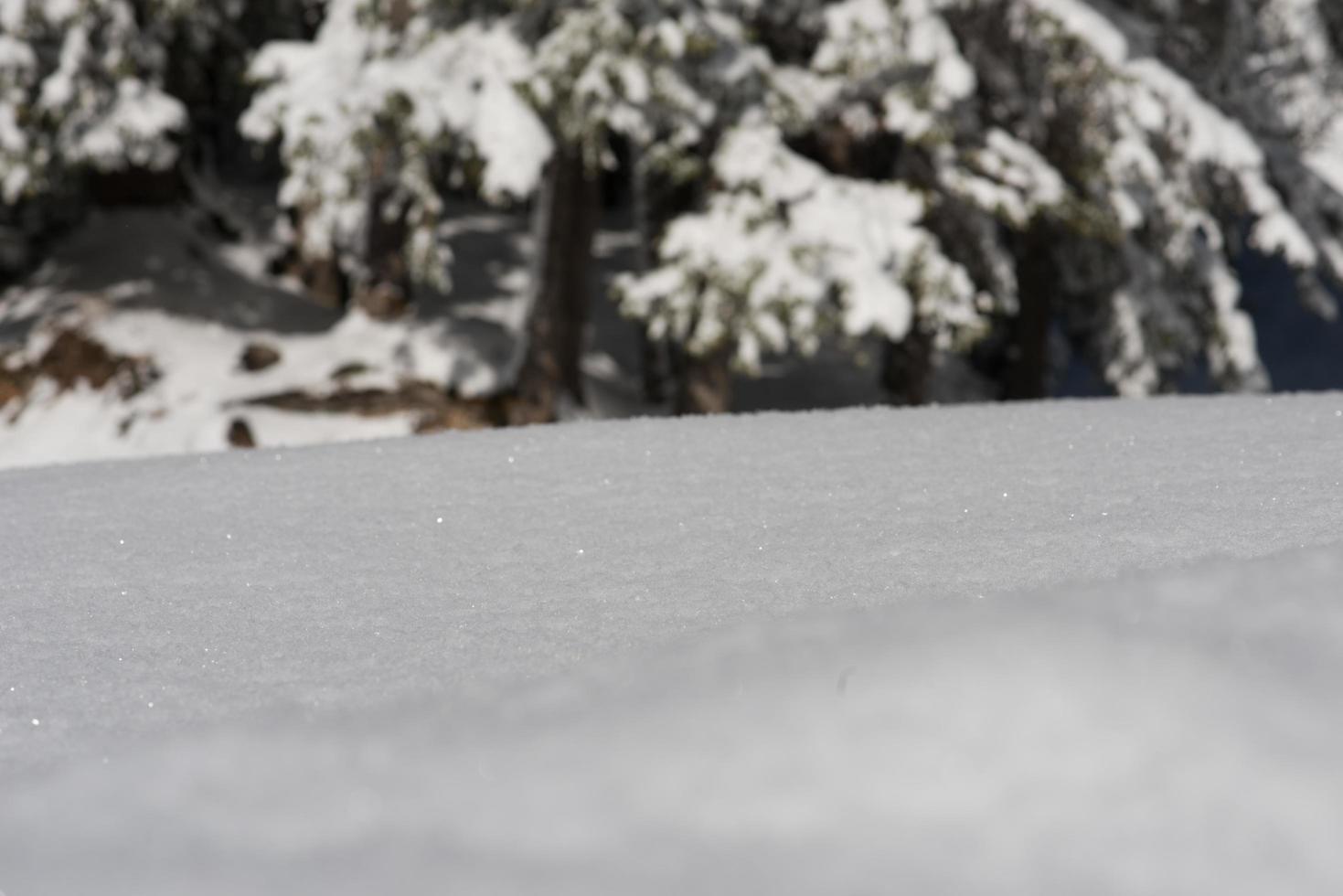 Winter snow background photo