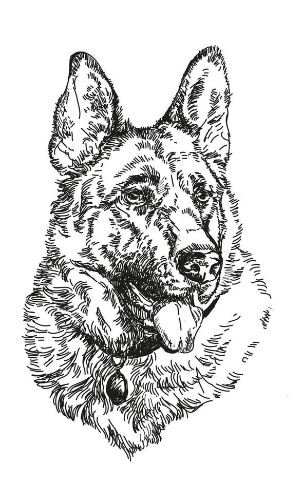 German shepherd vector hand drawing Illustration