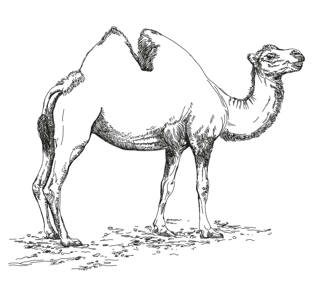 Pencil hand drawing Camel vector illustration