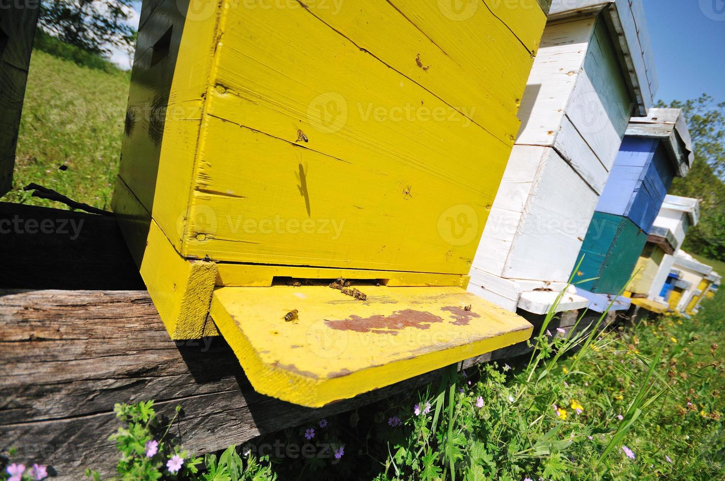 bee home at meadow photo