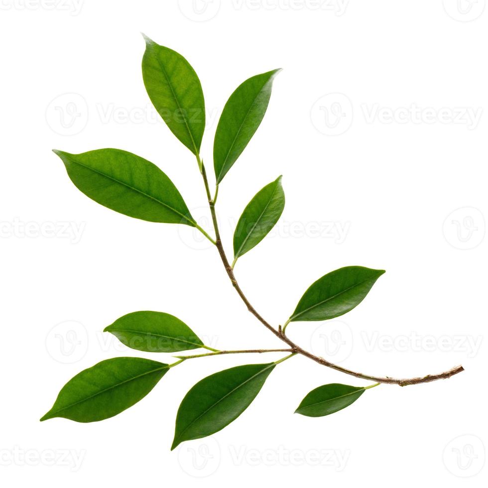 Fresh green leaves branch macro shot isolate on white background photo