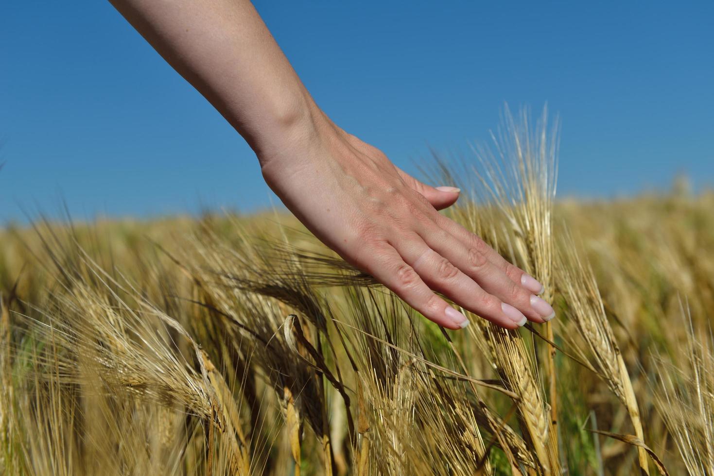 Hand in wheat field photo
