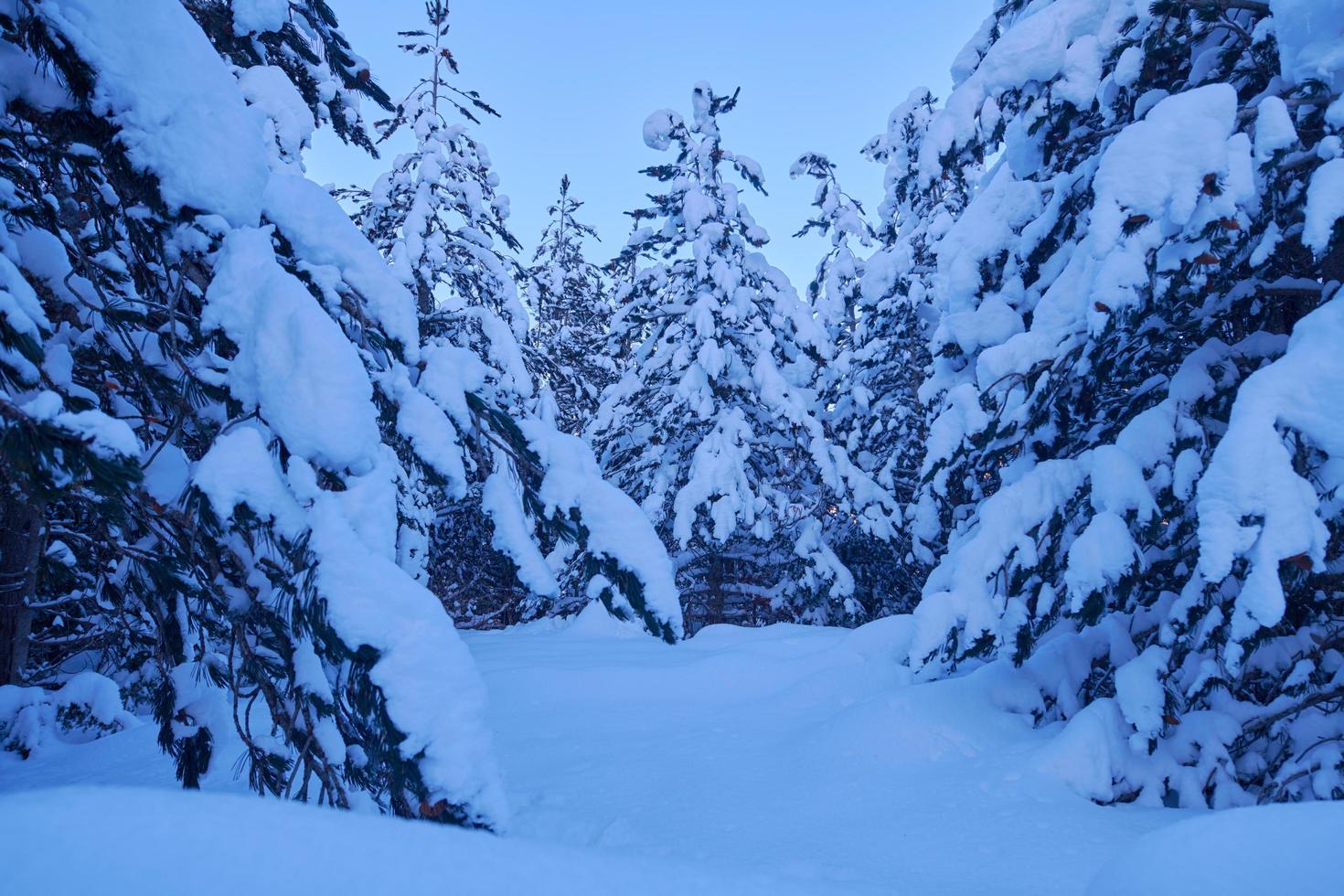 winter night landscape nature forest photo