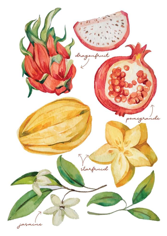 watercolor tropical fruit elements vector
