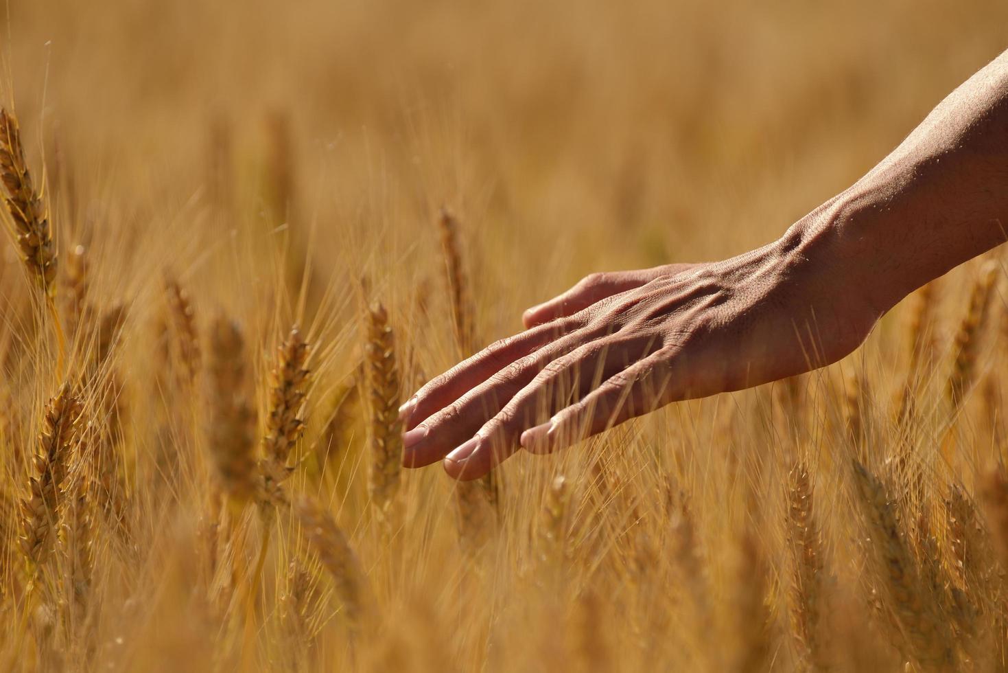 hand in wheat field photo