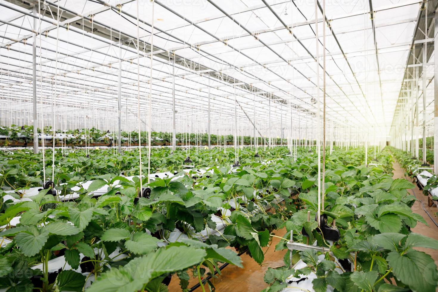 la verdura hidropónica en la granja hidropónica de invernadero con cultivo de alta tecnología en sistema cerrado foto