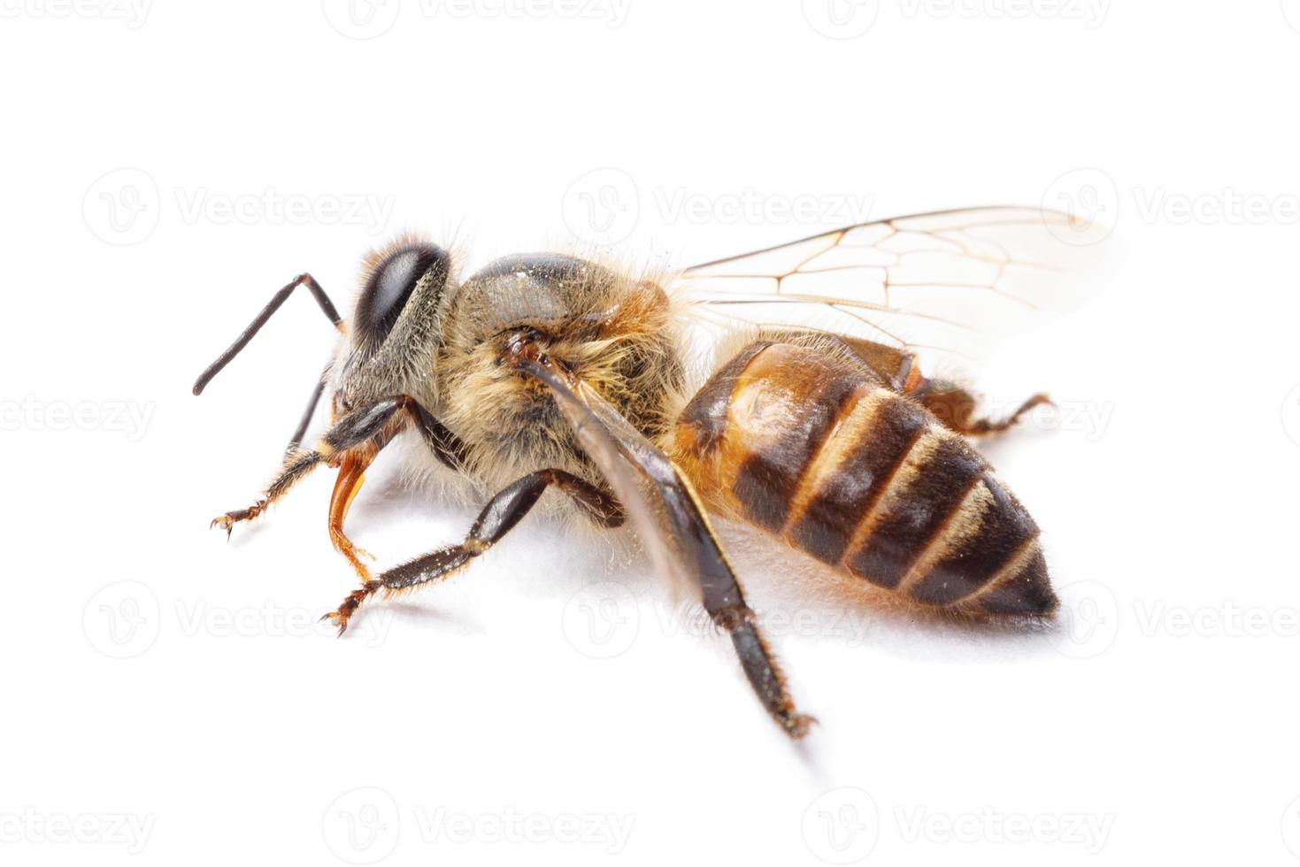 Honey bee isolate on white banner background, bee products by organic natural ingredients concept photo