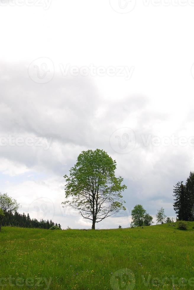 vista del árbol solitario foto