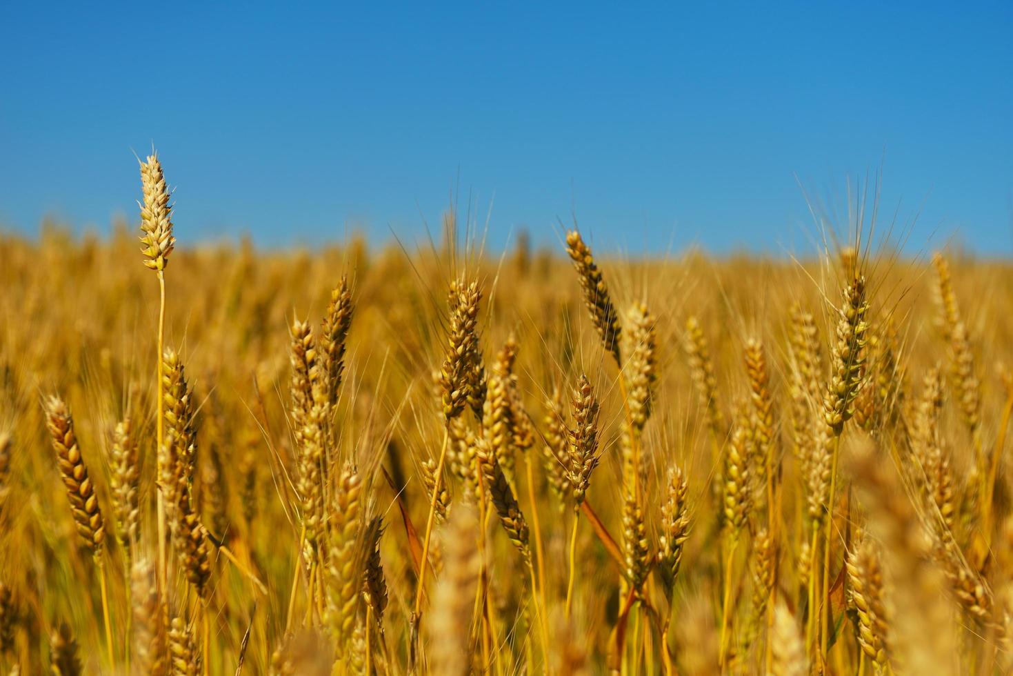 wheat field with blue sky in background photo