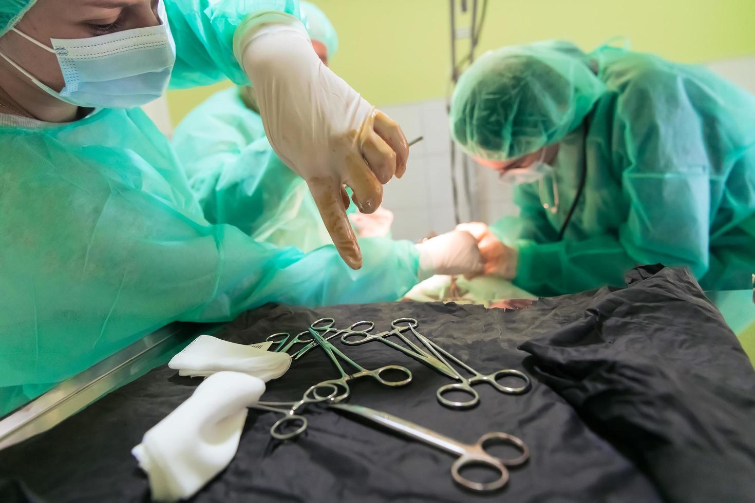 Real abdominal surgery on a cat in a hospital setting photo