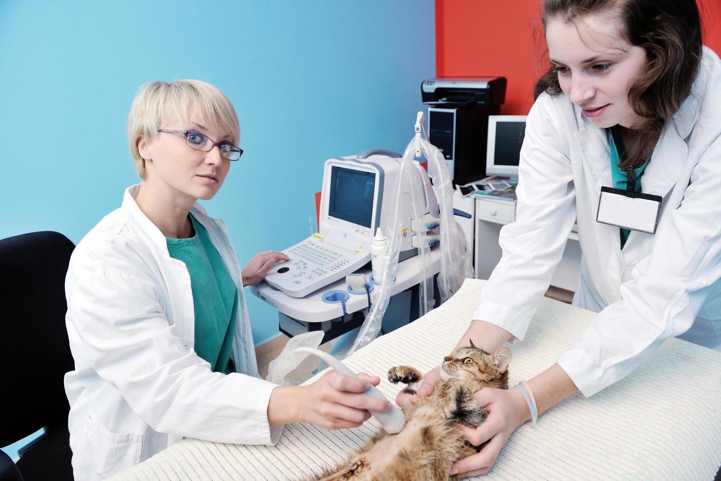 veterinario y asistente en una clínica de animales pequeños foto