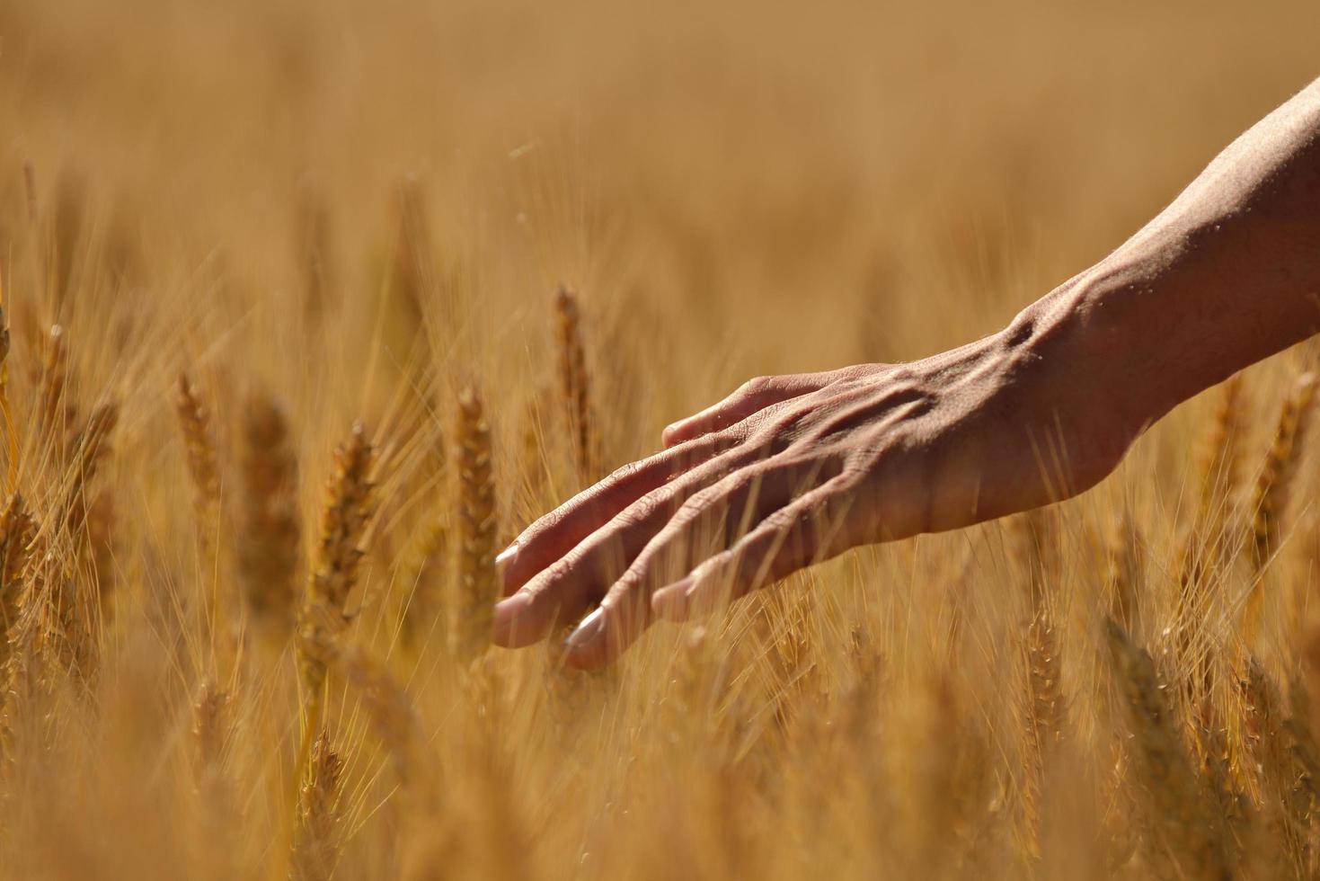 hand in wheat field photo