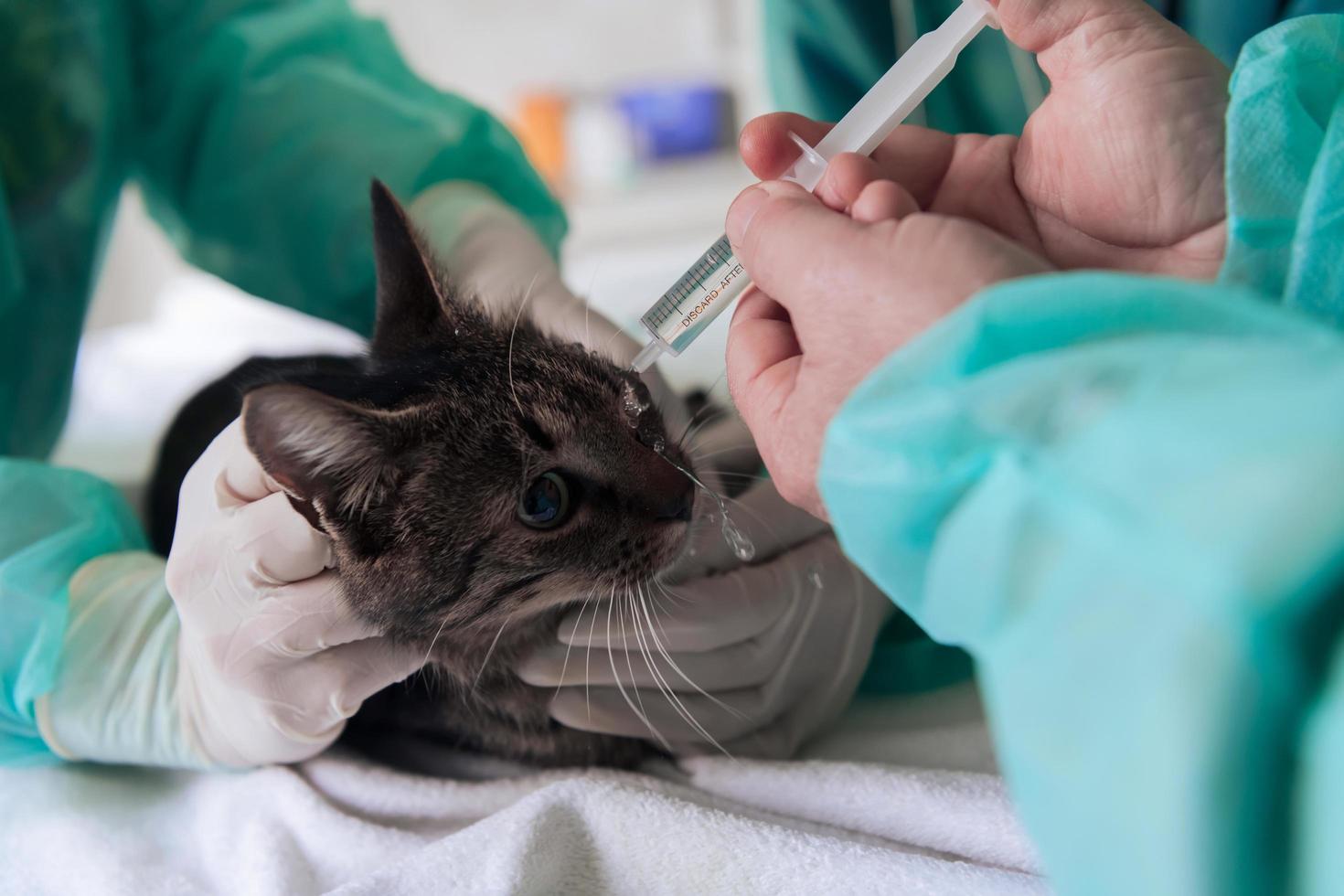 cirujana o doctora en el hospital de animales preparando a un lindo gato enfermo para la cirugía, poniendo gotas en los ojos de gato para protegerlos durante el tratamiento. foto