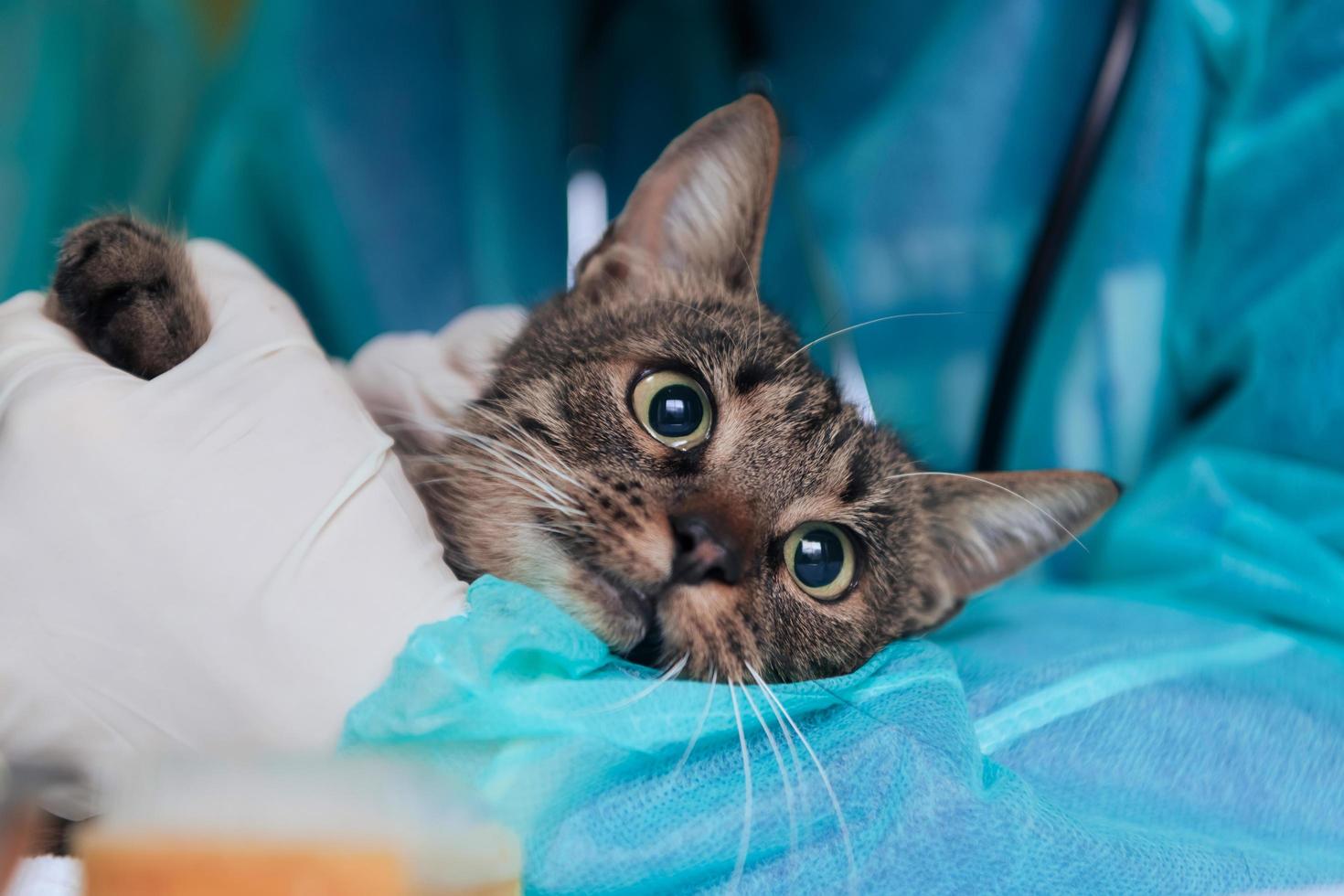 Female surgeon or doctor at the animal hospital preparing cute sick cat for surgery, putting drops in cat eyes to protect during treatment. photo