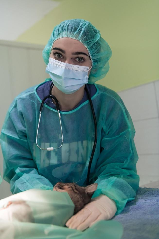 Real abdominal surgery on a cat in a hospital setting photo