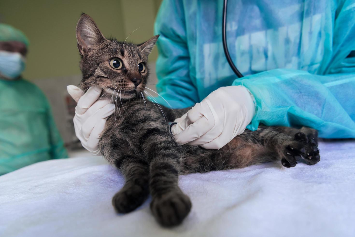 Veterinary team for treating sick cats, Maintain animal health Concept, animal hospital photo