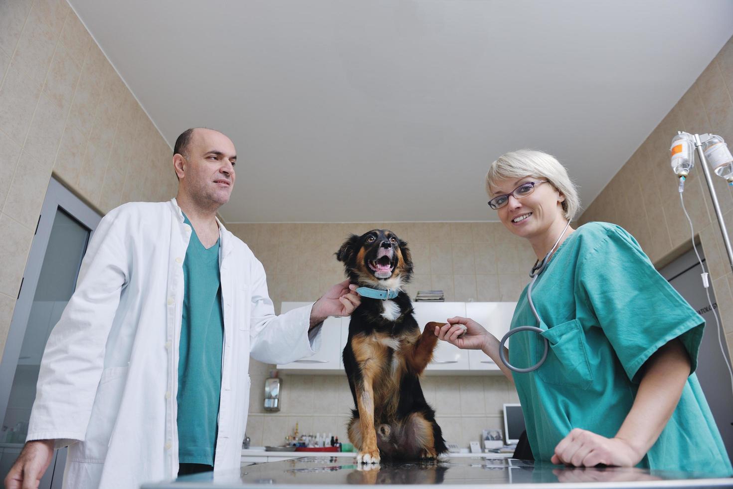 veterinarian and assistant in a small animal clinic photo