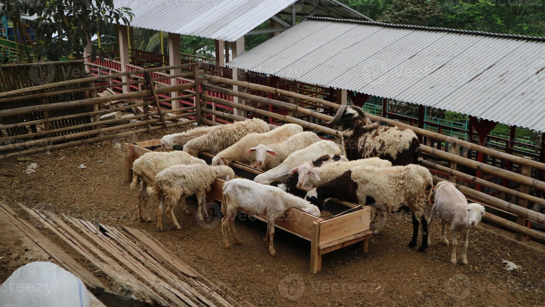 el ambiente de una granja de ovejas en malang regency, indonesia foto