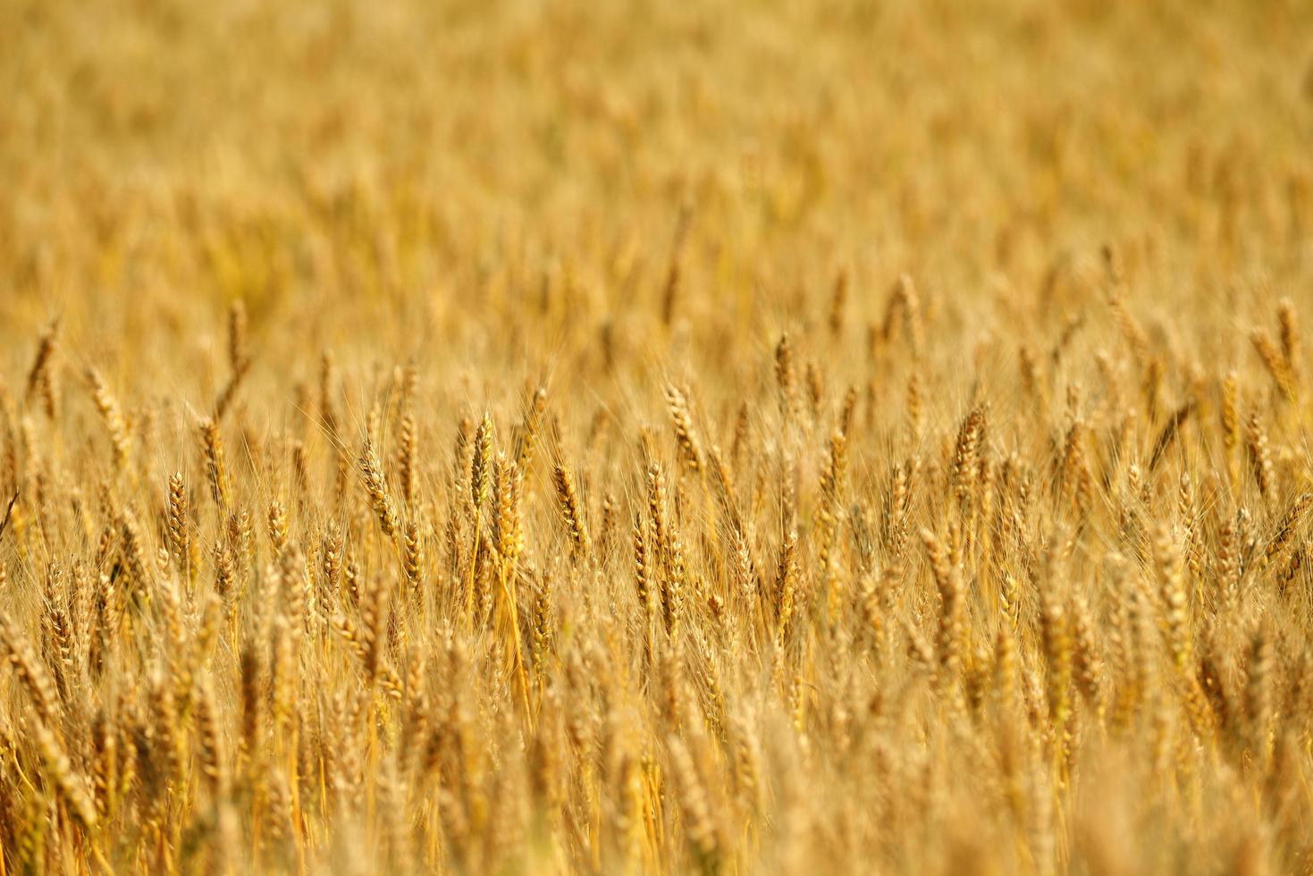 wheat field with blue sky in background photo