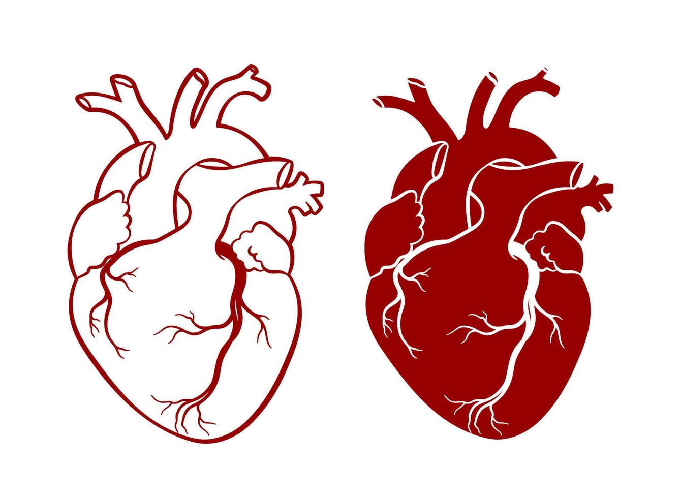 corazón humano. corazón anatómico realista, arte lineal, ilustración vectorial vector