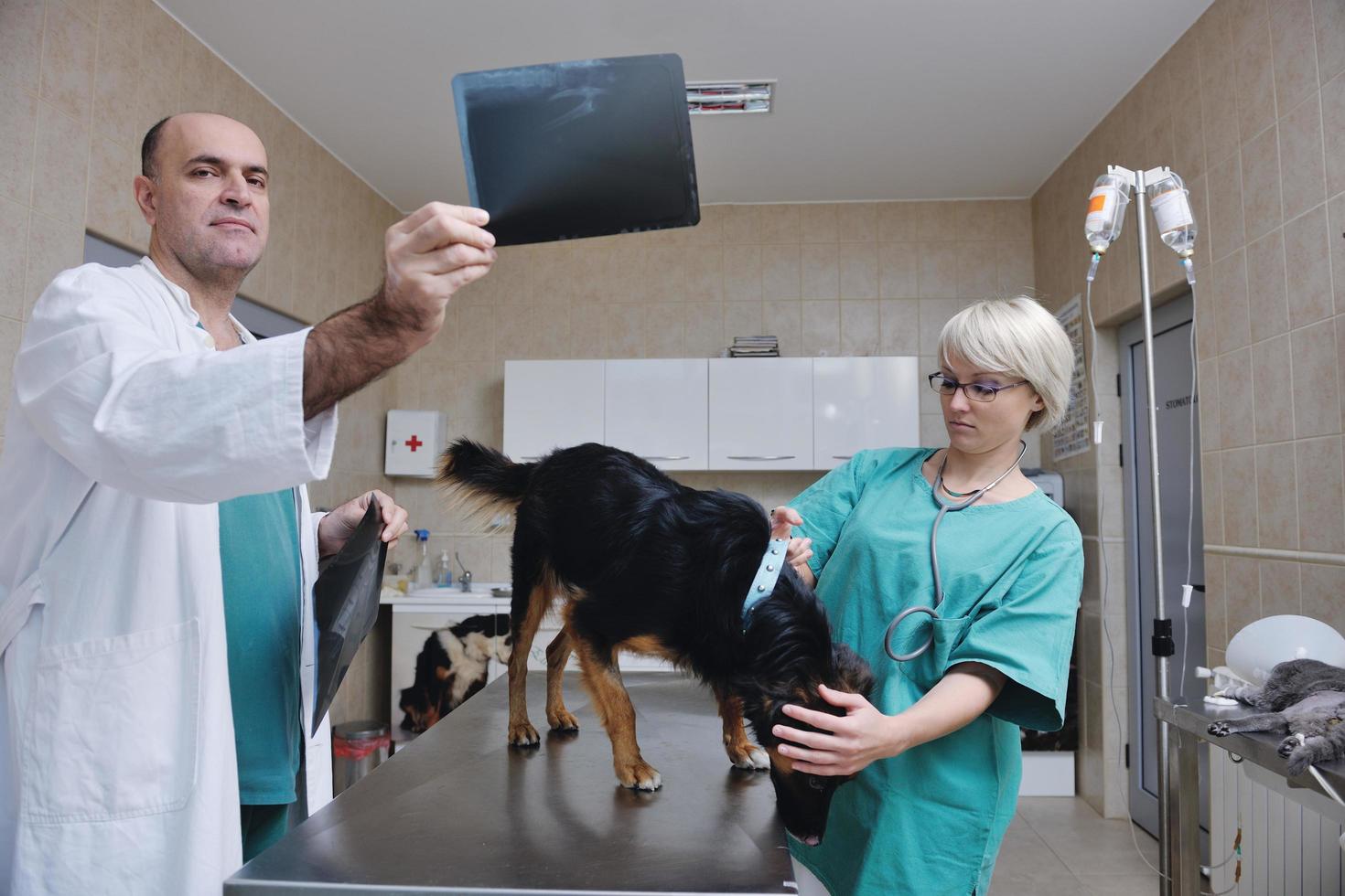 veterinarian and assistant in a small animal clinic photo